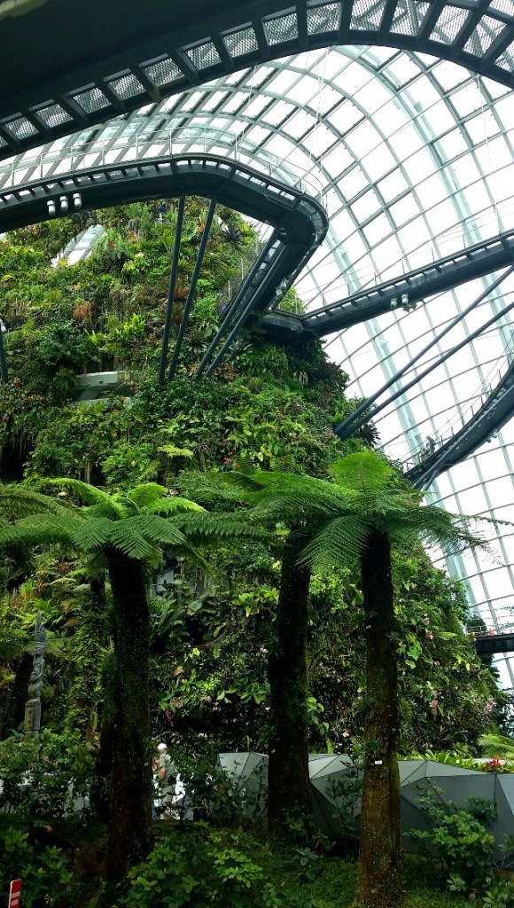 From the ground floor of the Cloud Forest, looking up the Cloud Mountain and part of the 'trail' leading down the mountain.